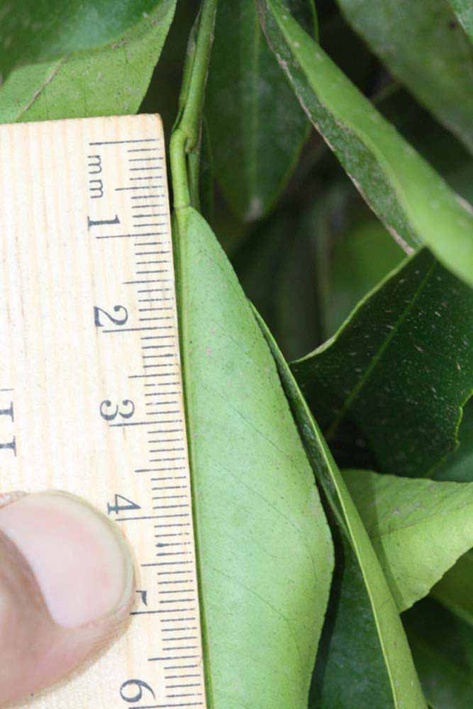              Unifoliolate leaf (Riverside, CA)       